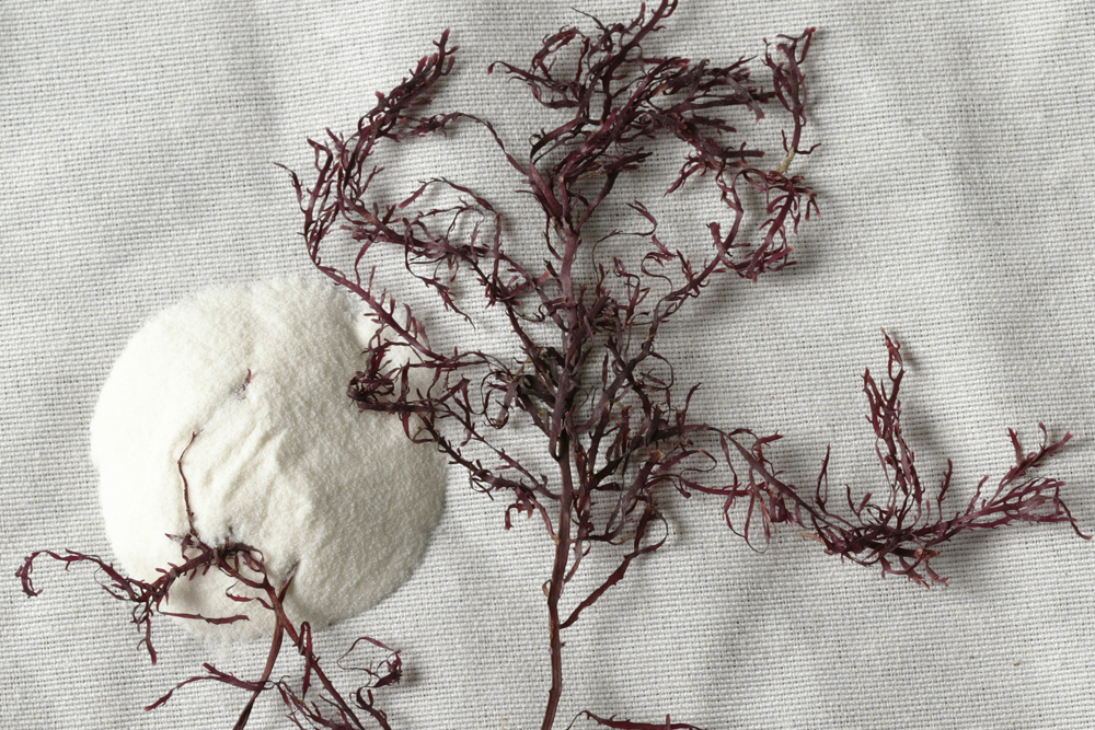 Hispanagar How do we make our agaragar?